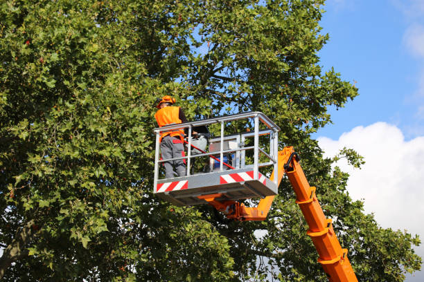 Trusted Lebanon, NH  Tree Services Experts