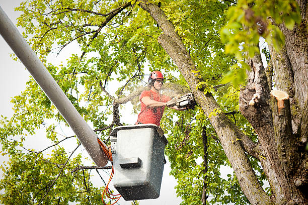 Why Choose Our Tree Removal Services in Lebanon, NH?